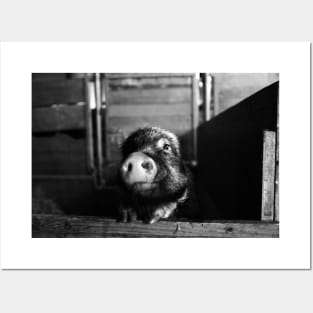 Minipic Pig II / Swiss Artwork Photography Posters and Art
